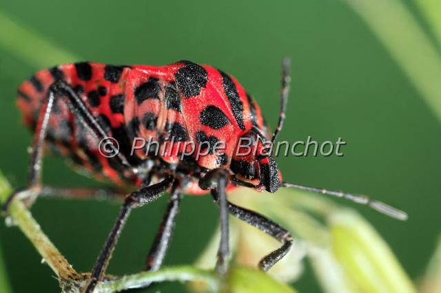 graphosoma italicum 03.JPG - Punaise arlequin, Scutellère rayée, Pentatome rayé, Graphosome italien (portrait)Graphosoma italicum (Müller)Shield BugHemiptera, PentatomidaeFrance